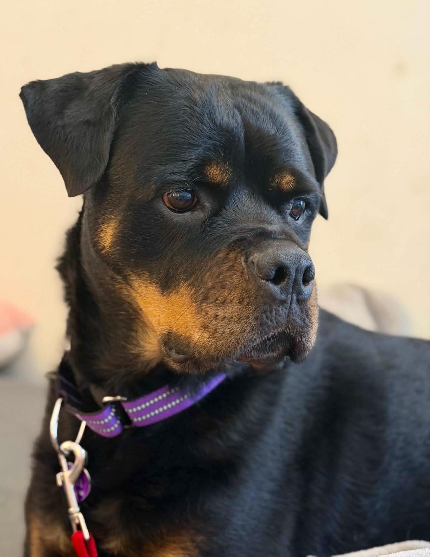 Giana, Adoptable, Adult Female Rottweiler.