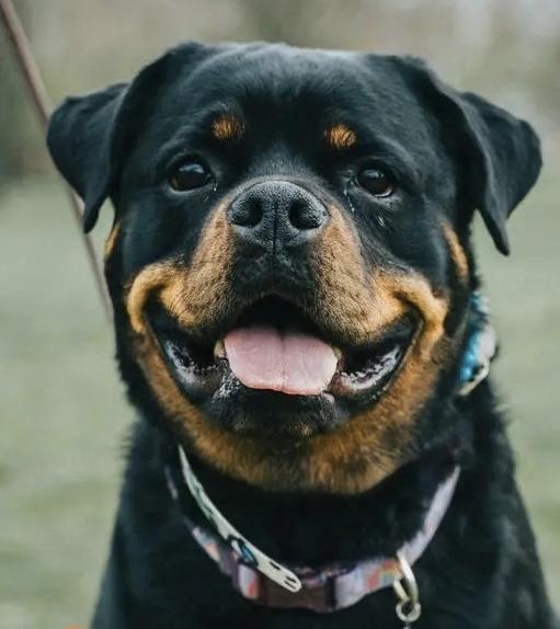 Giana, Adoptable, Adult Female Rottweiler.