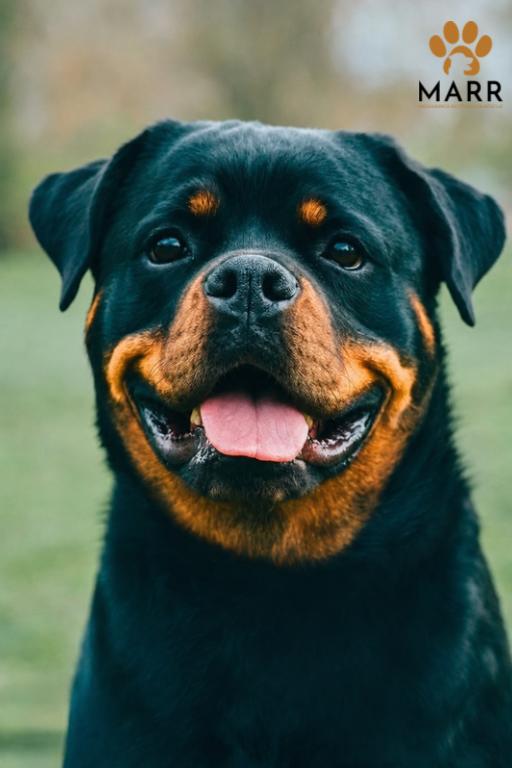 Giana, a Adoptable Rottweiler in Lincoln, NE image 2/6