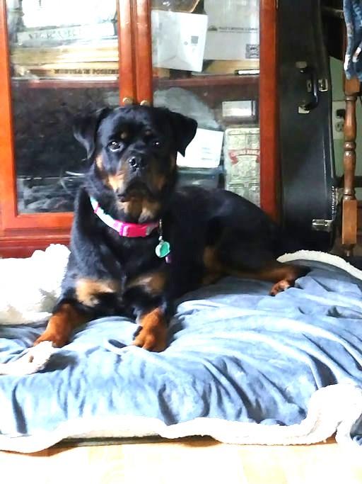 Giana, a Adoptable Rottweiler in Lincoln, NE image 4/6