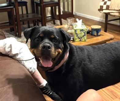 Giana, a Adoptable Rottweiler in Lincoln, NE image 5/6