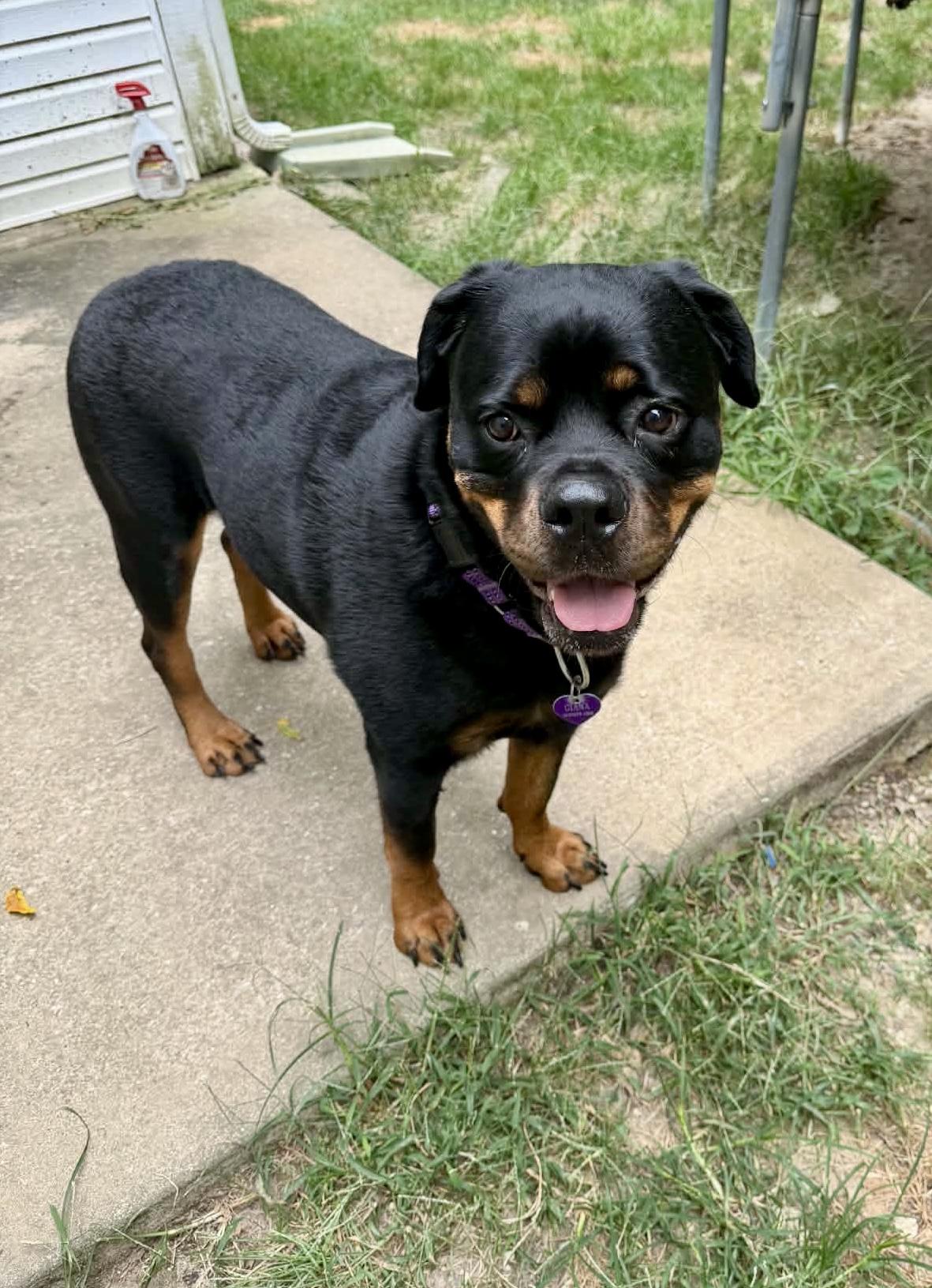 Enlarge Giana, a Adoptable Rottweiler in Lincoln, NE image 5/6