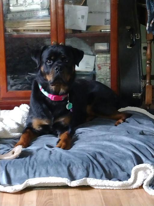 Giana, a Adoptable Rottweiler in Lincoln, NE image 6/6