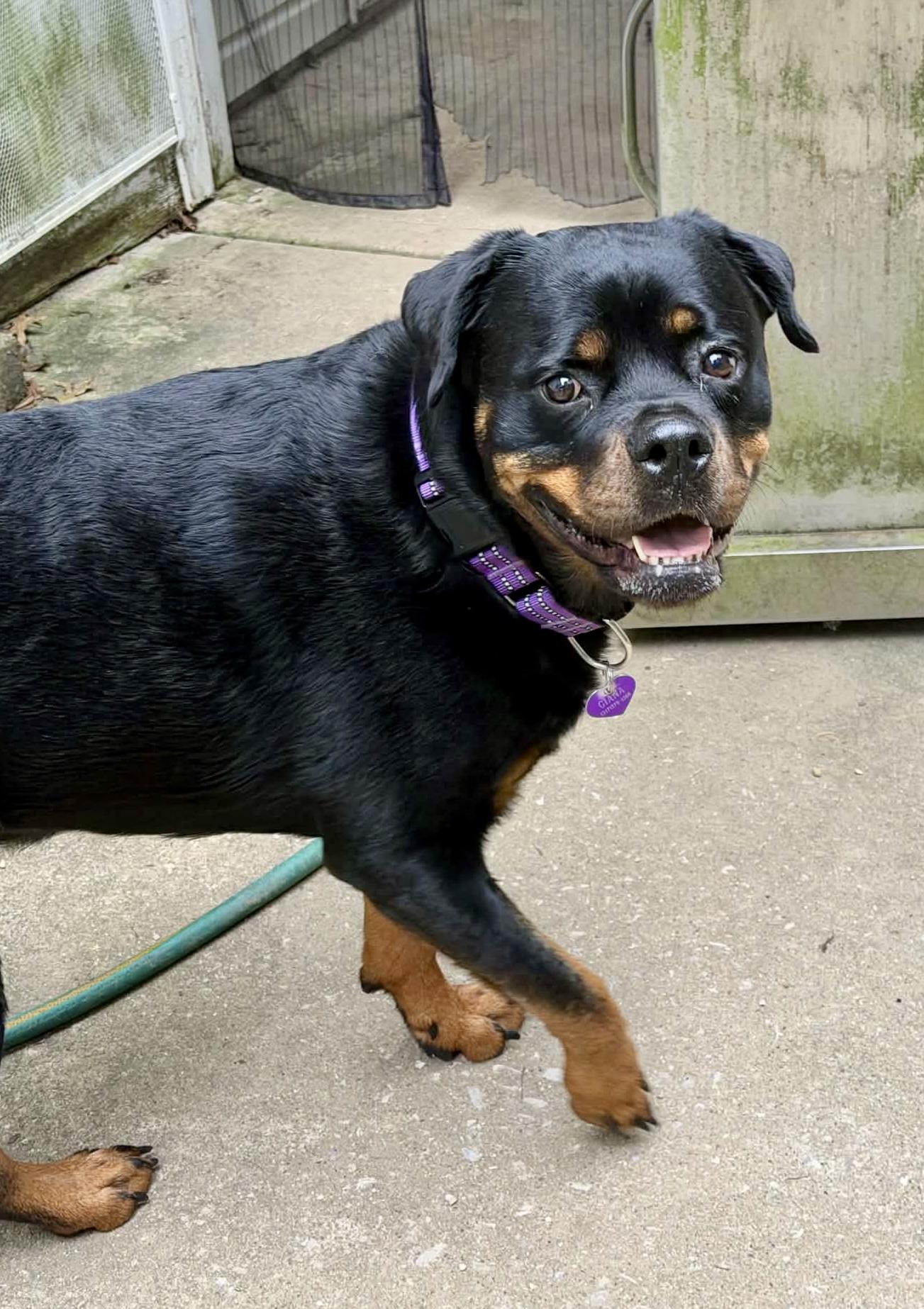 Enlarge Giana, a Adoptable Rottweiler in Lincoln, NE image 6/6
