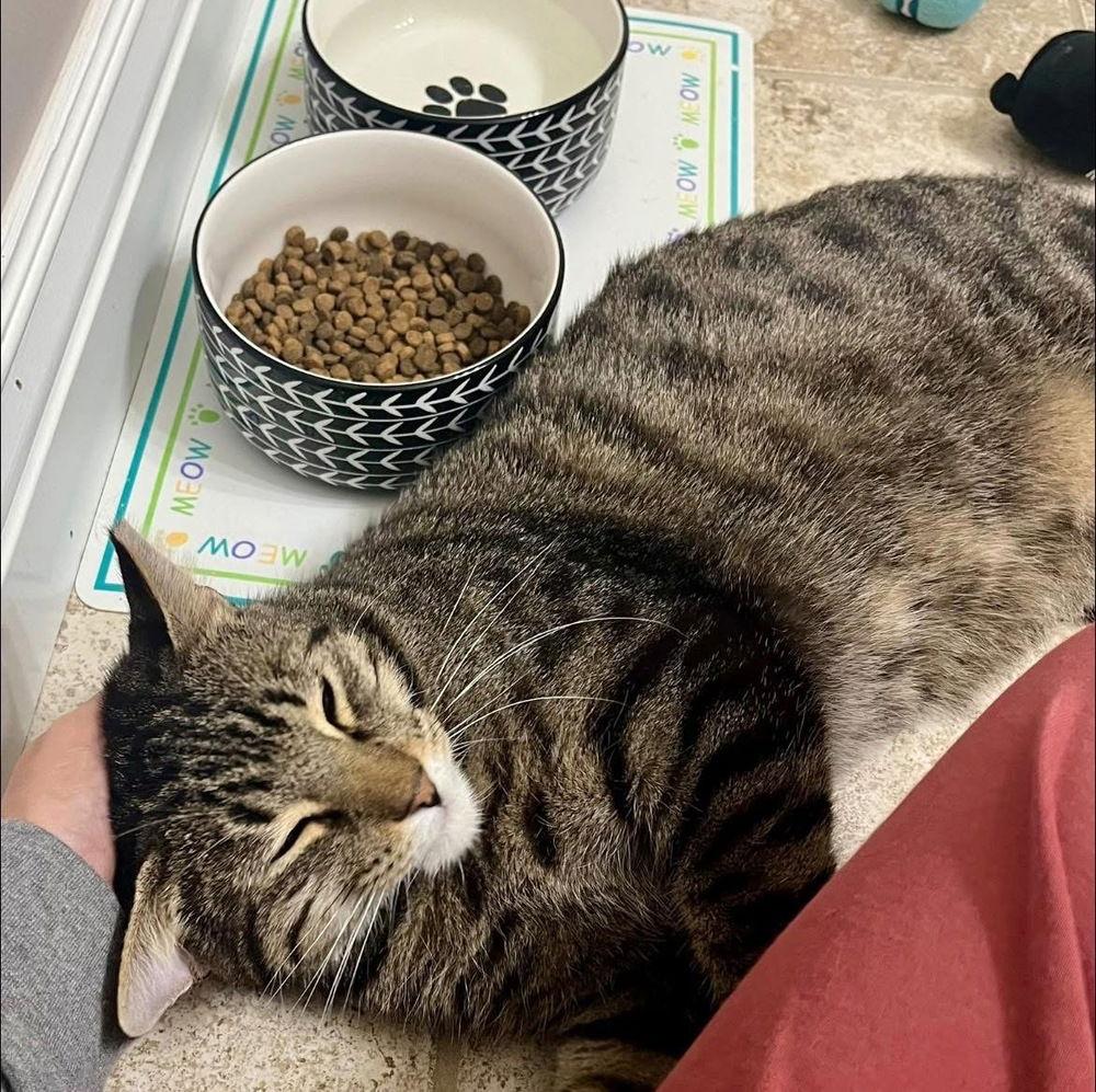 Simon, Adoptable, Adult Male Domestic Short Hair & Bengal.