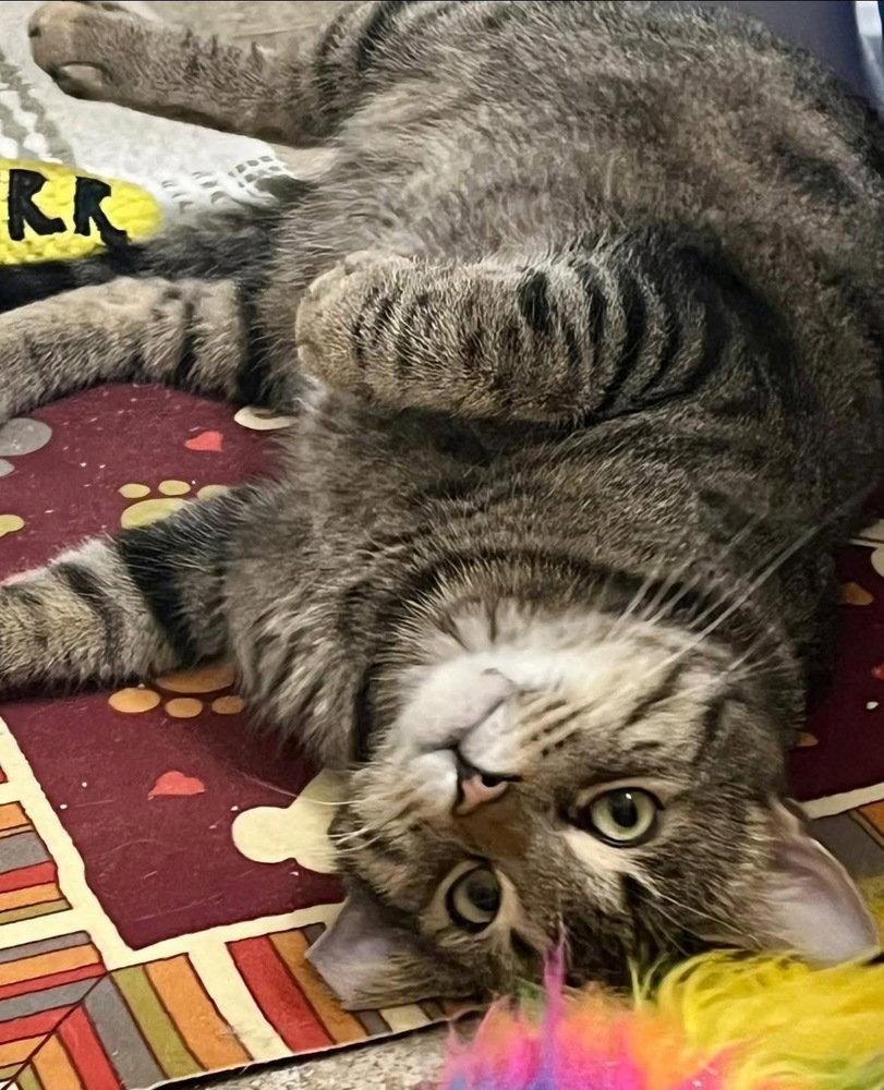 Enlarge Simon, a Adoptable mixed breed in O'Fallon, MO image 2/3