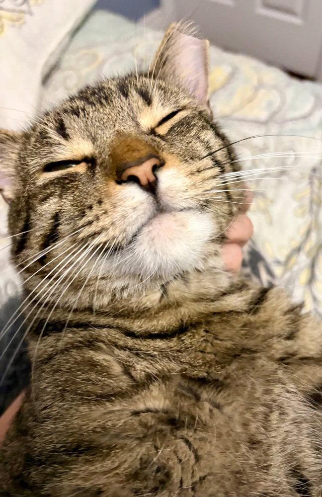 Enlarge Simon, a Adoptable mixed breed in O'Fallon, MO image 3/3