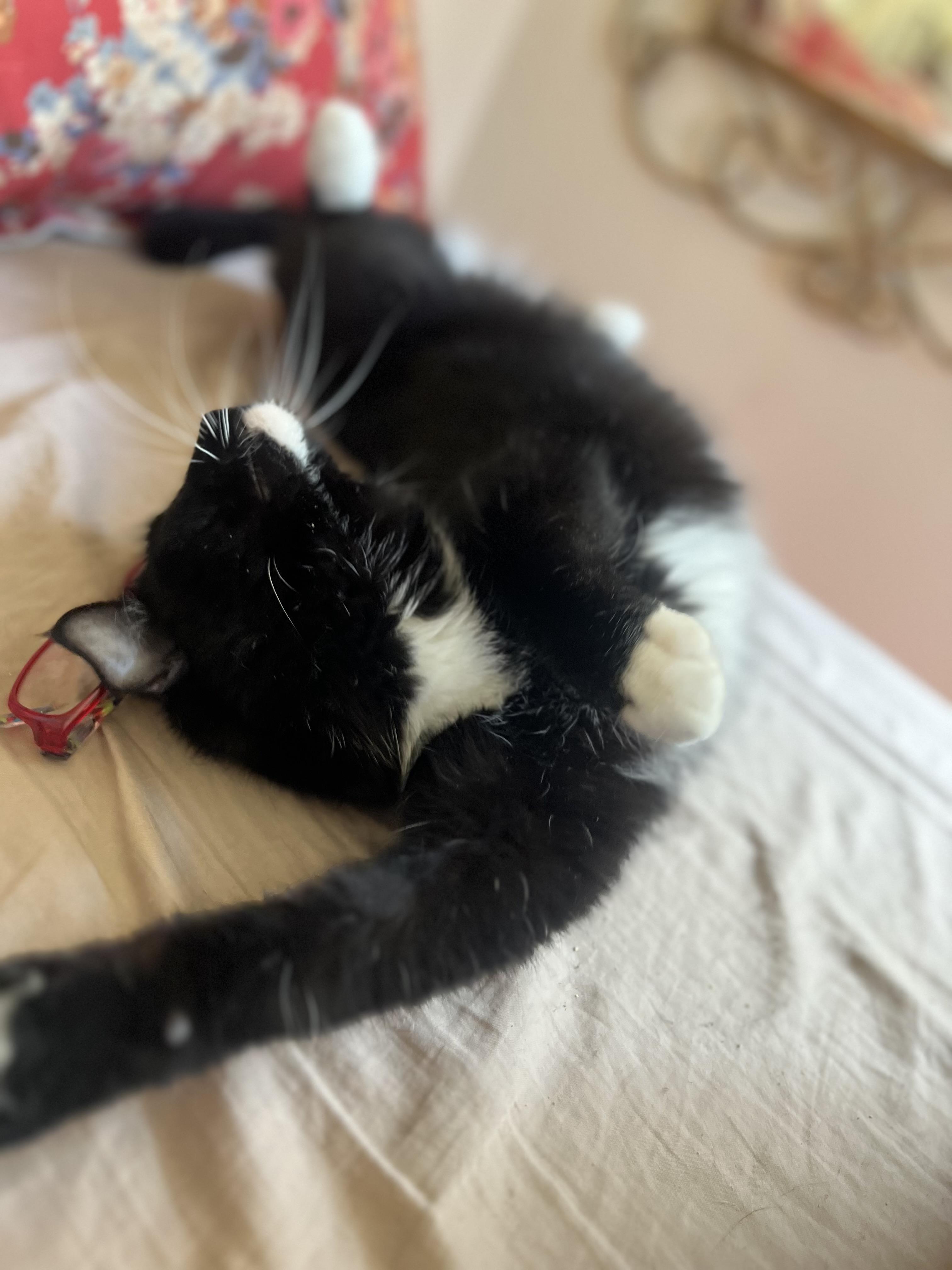 Enlarge Mr. Kitty Tuxedo - FIV+, a ADOPTABLE Domestic Short Hair in New York, NY image 5/5