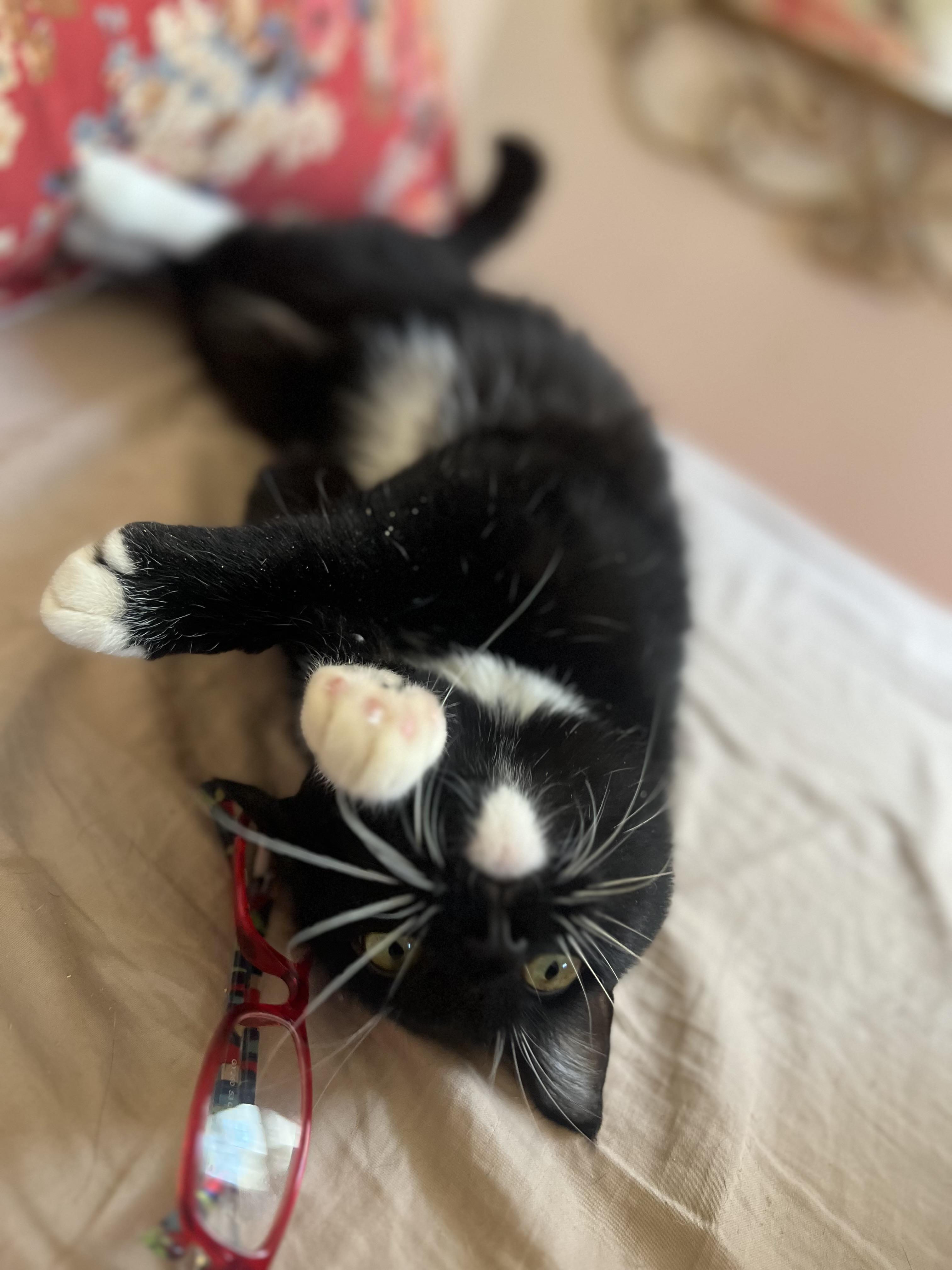 Enlarge Mr. Kitty Tuxedo - FIV+, a ADOPTABLE Domestic Short Hair in New York, NY image 3/5