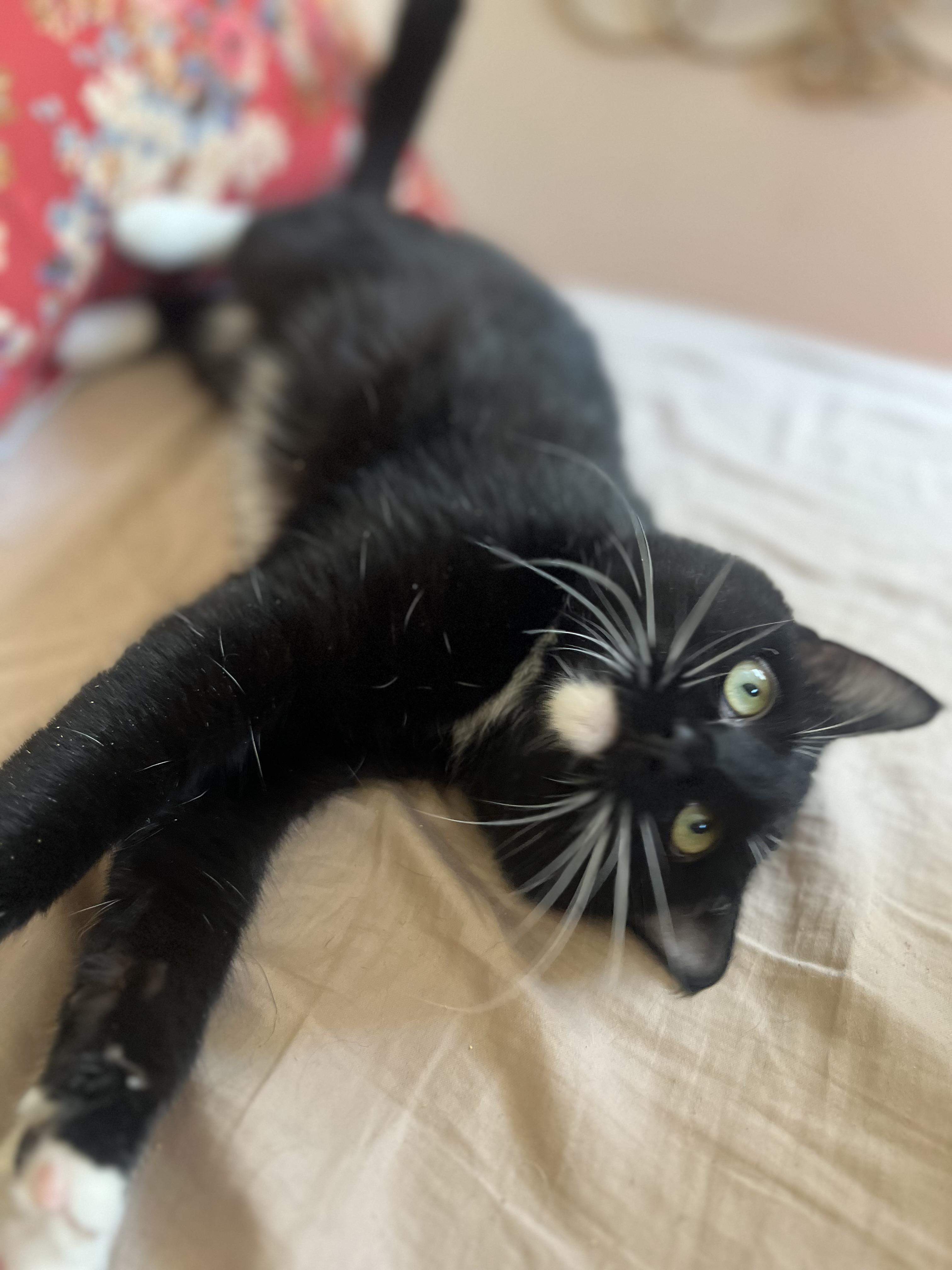 Enlarge Mr. Kitty Tuxedo - FIV+, a ADOPTABLE Domestic Short Hair in New York, NY image 2/5