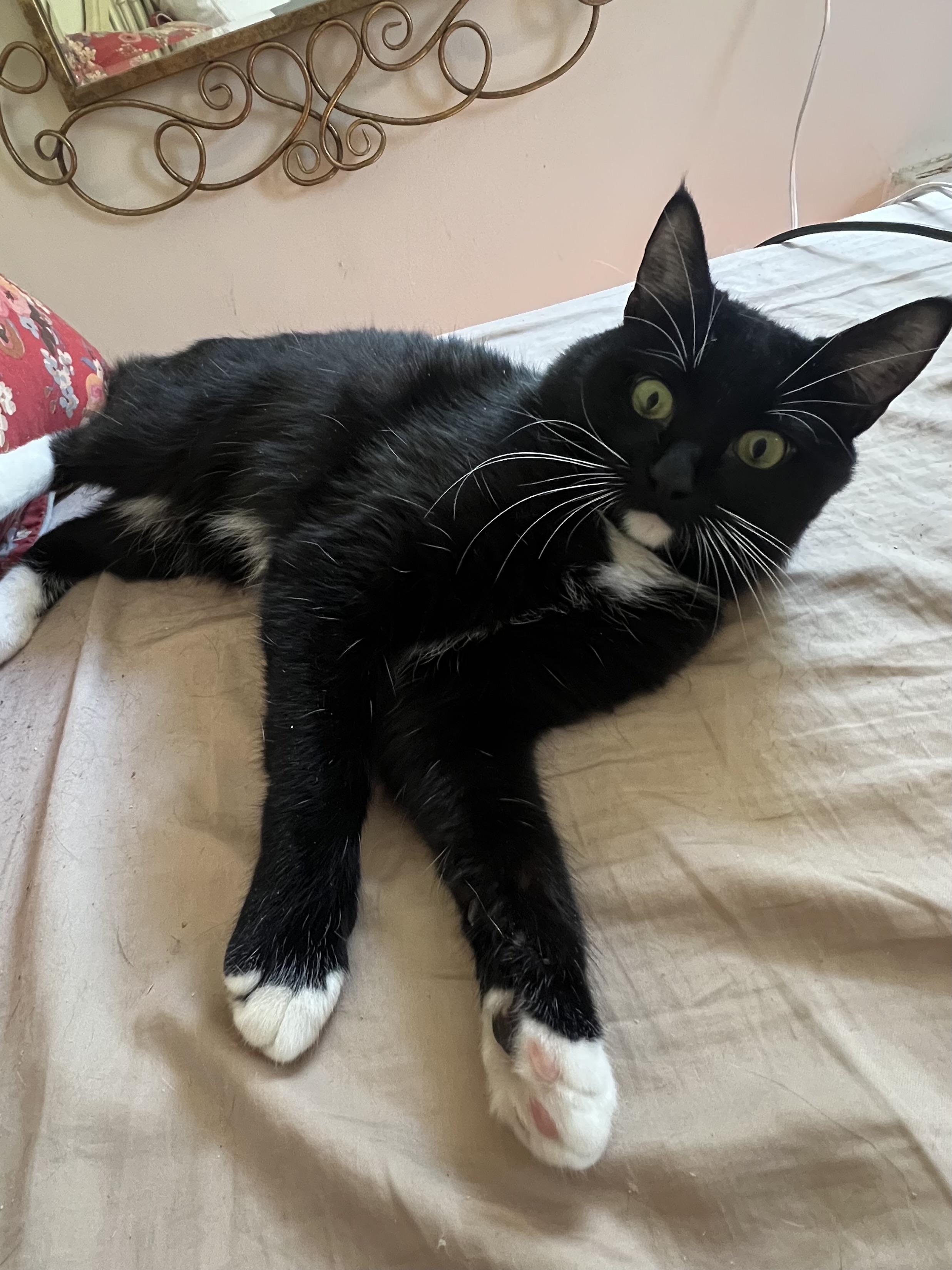 Enlarge Mr. Kitty Tuxedo - FIV+, a ADOPTABLE Domestic Short Hair in New York, NY image 4/5