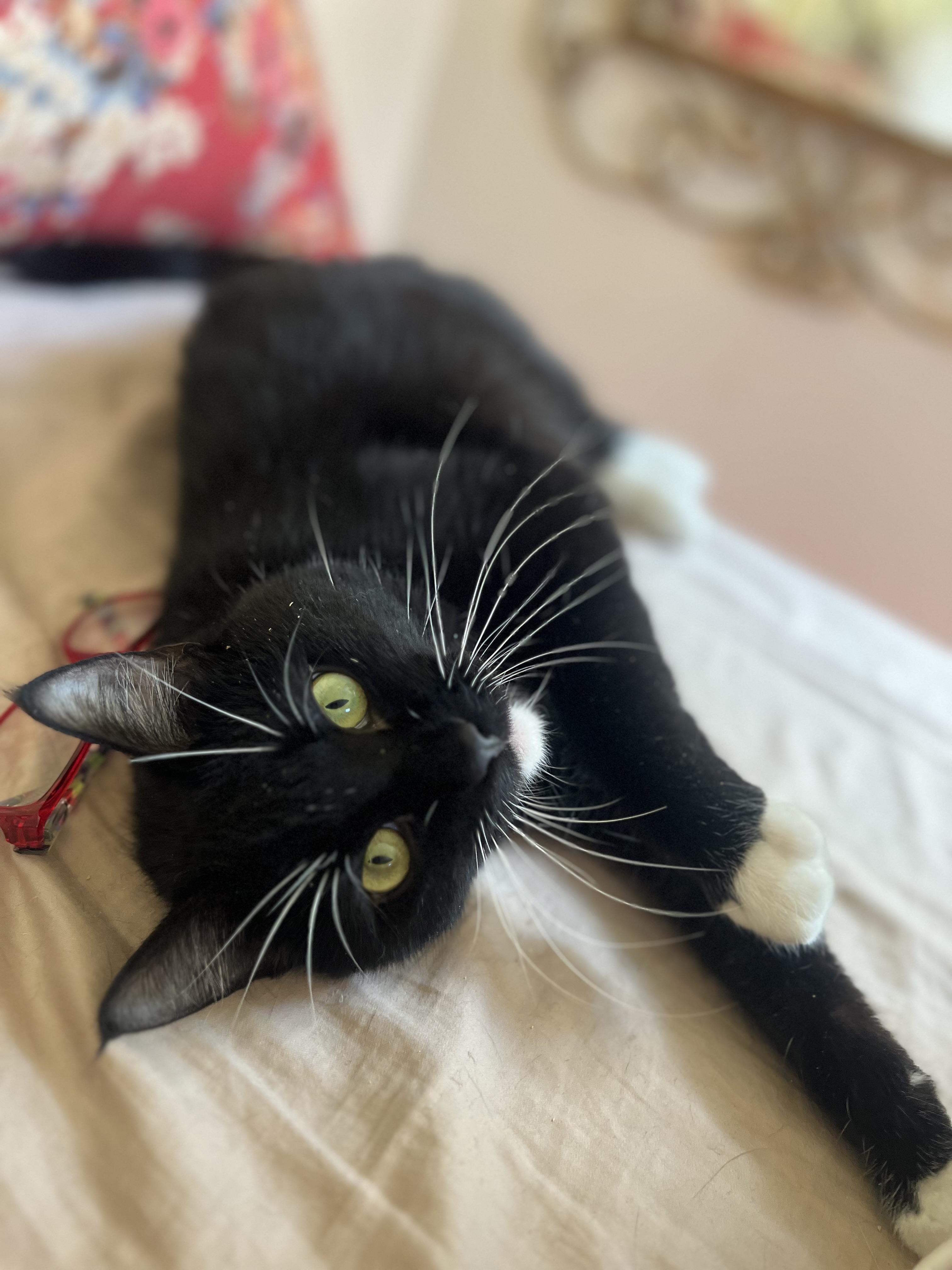 Enlarge Mr. Kitty Tuxedo - FIV+, a ADOPTABLE Domestic Short Hair in New York, NY image 1/5