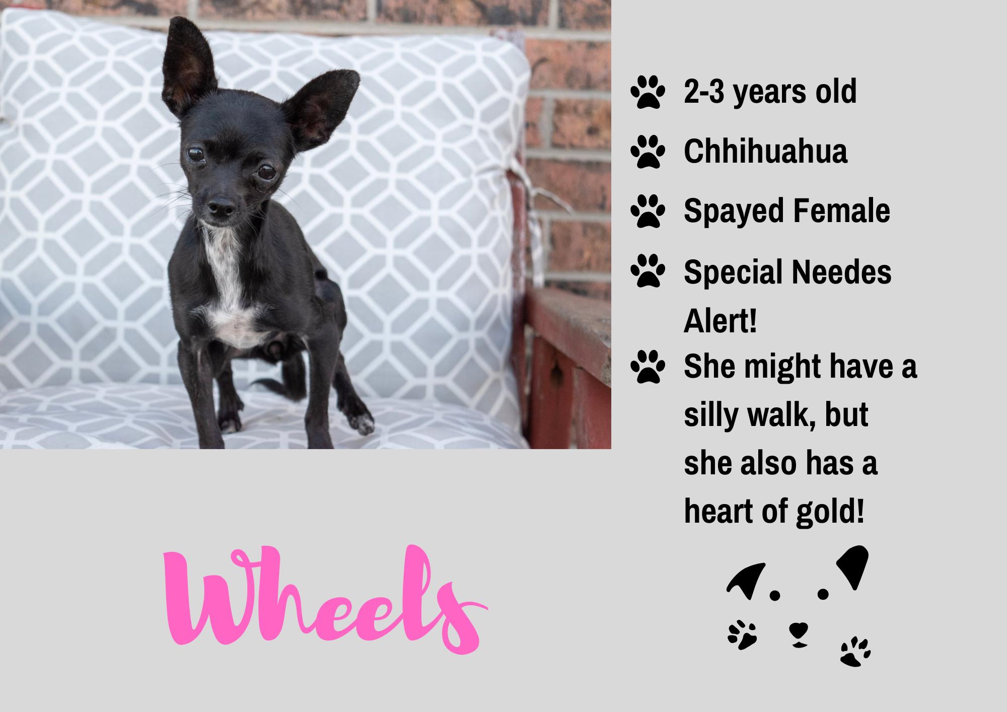 Enlarge Wheels, a Adoptable Chihuahua in Junction City, KS image 1/1