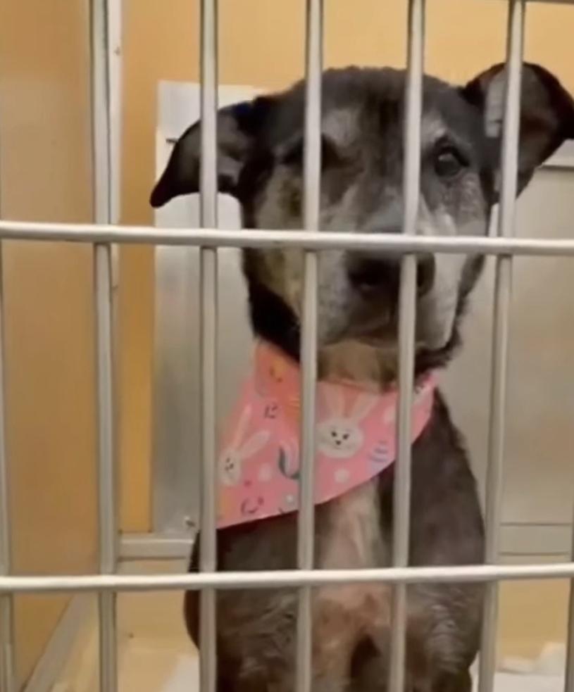 Estrella, Adoptable, Senior Female Labrador Retriever & Whippet.