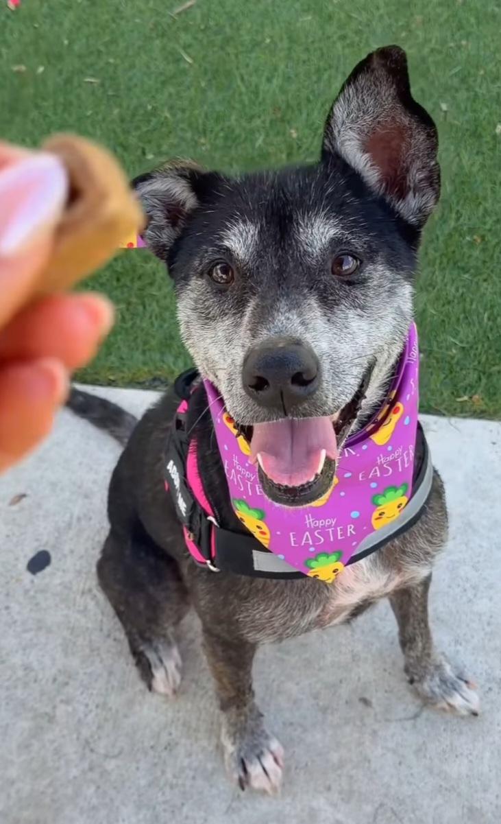 Estrella, a Adoptable mixed breed in Bradenton, FL image 2/6