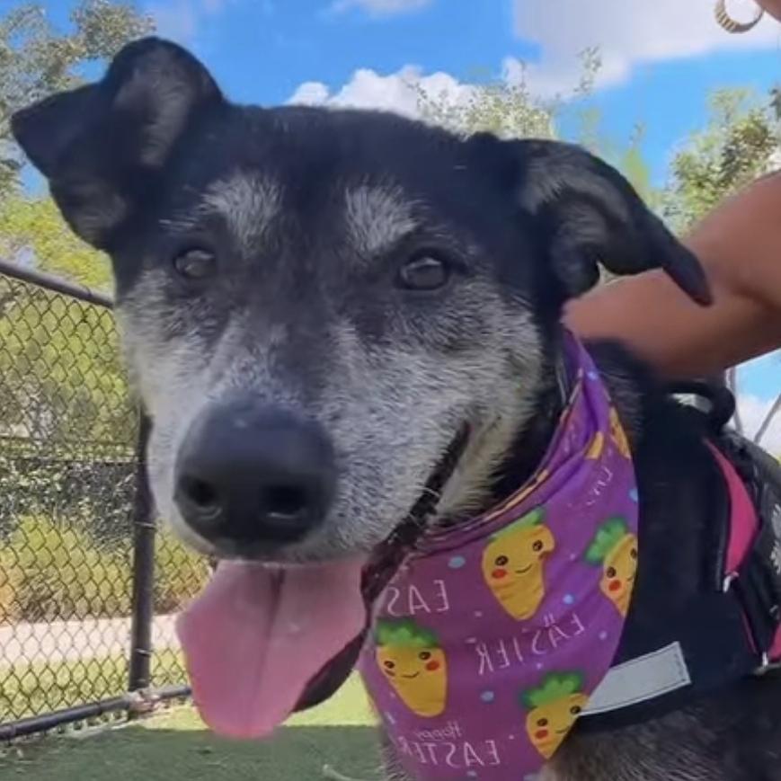 Estrella, a Adoptable mixed breed in Bradenton, FL image 3/6