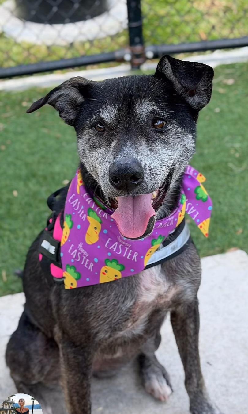 Estrella, a Adoptable mixed breed in Bradenton, FL image 4/6