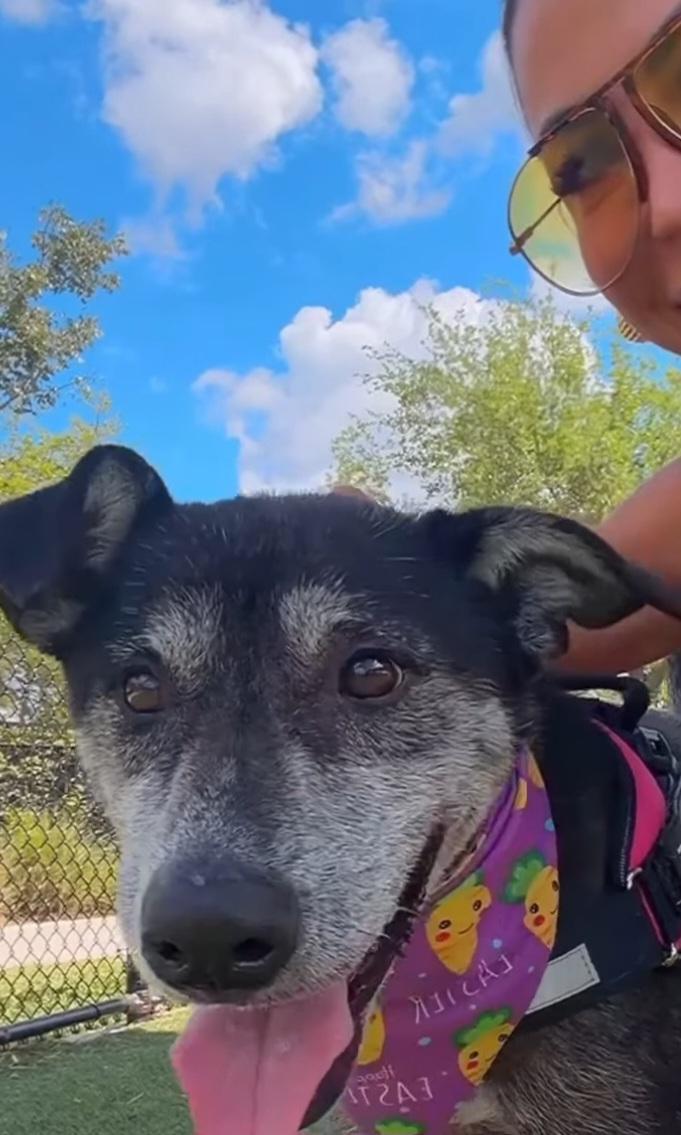 Estrella, a Adoptable mixed breed in Bradenton, FL image 5/6