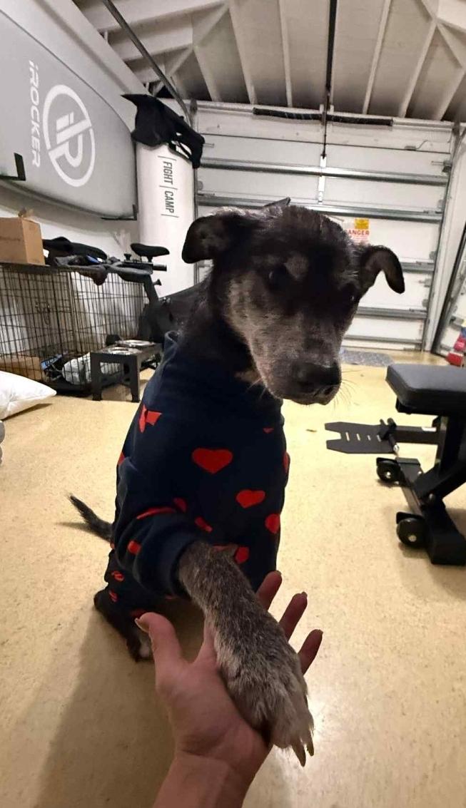 Estrella, a Adoptable mixed breed in Bradenton, FL image 6/6