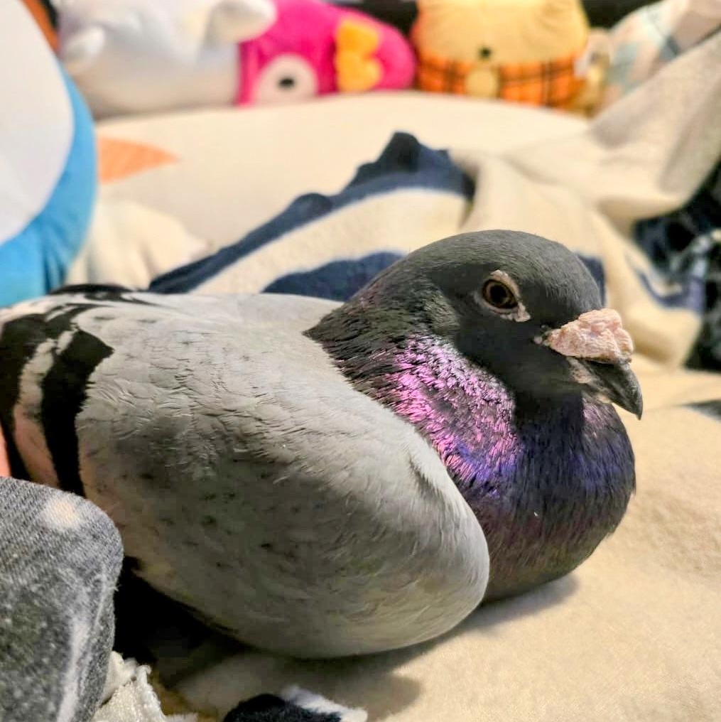 Enlarge Morris, a Adoptable Pigeon in Chicago, IL image 2/4