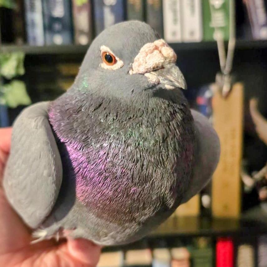 Morris, Senior Male Pigeon