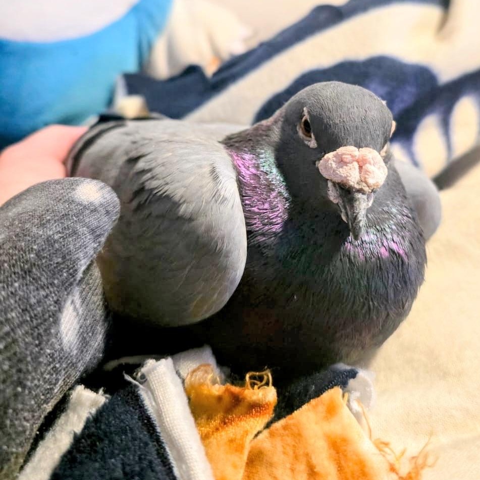 Enlarge Morris, a Adoptable Pigeon in Chicago, IL image 3/4
