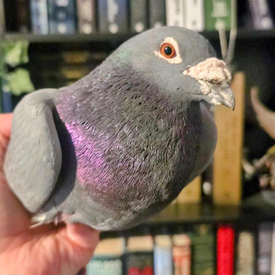 Enlarge Morris, a Adoptable Pigeon in Chicago, IL image 4/4