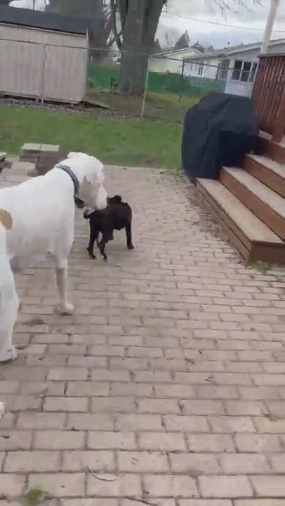 Enlarge Stella, a Adopted mixed breed video 4/7