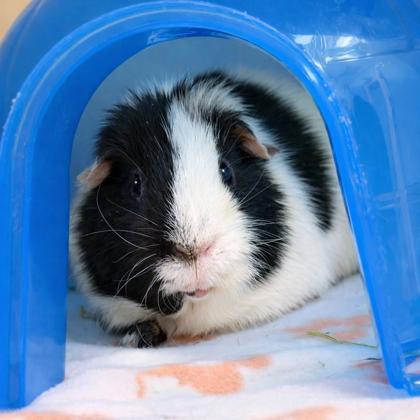 Oreo Cookie, Adoptable, Adult Male Guinea Pig & Guinea Pig.