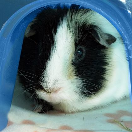 Enlarge Oreo Cookie, a Adoptable mixed breed in Voorhees, NJ image 2/2