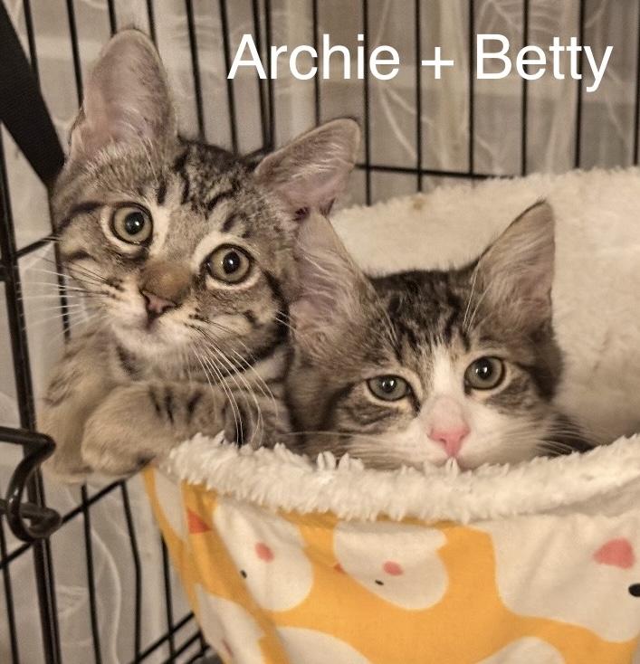 Best friends Archie & Betty, ADOPTABLE, Kitten Female Tabby & Domestic Medium Hair.