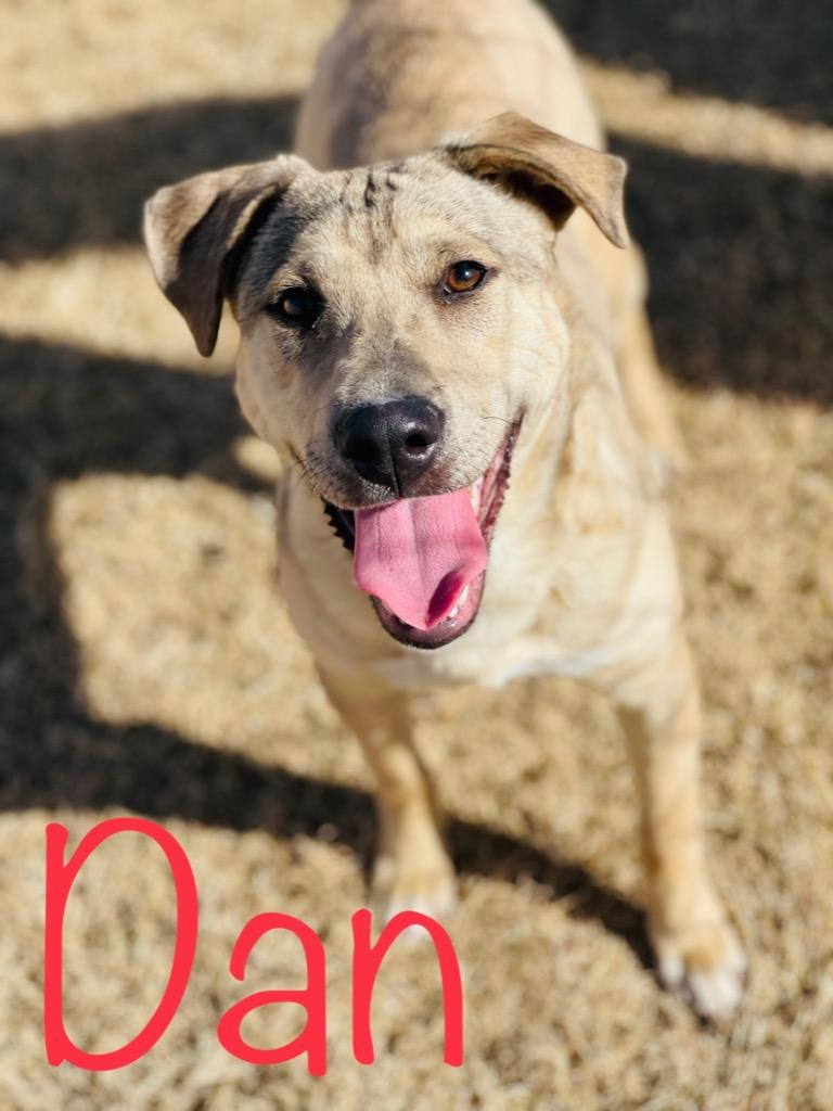 Enlarge Dan, a Adoptable mixed breed in Big Spring, TX image 2/2