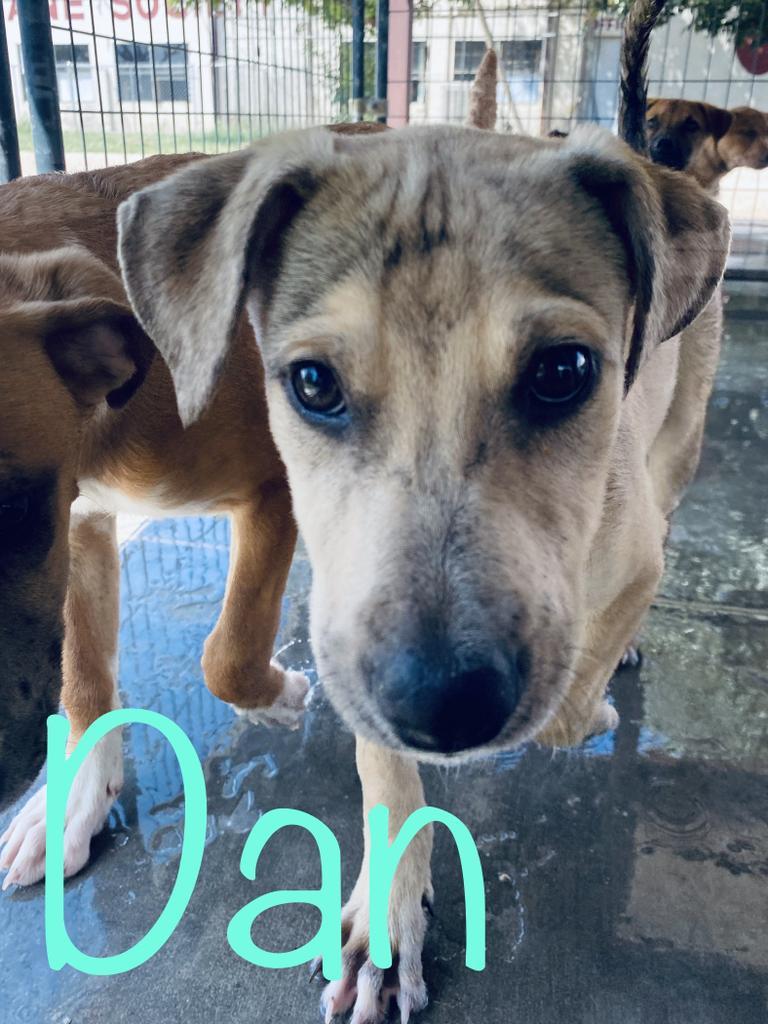 Enlarge Dan, a Adoptable mixed breed in Big Spring, TX image 2/6