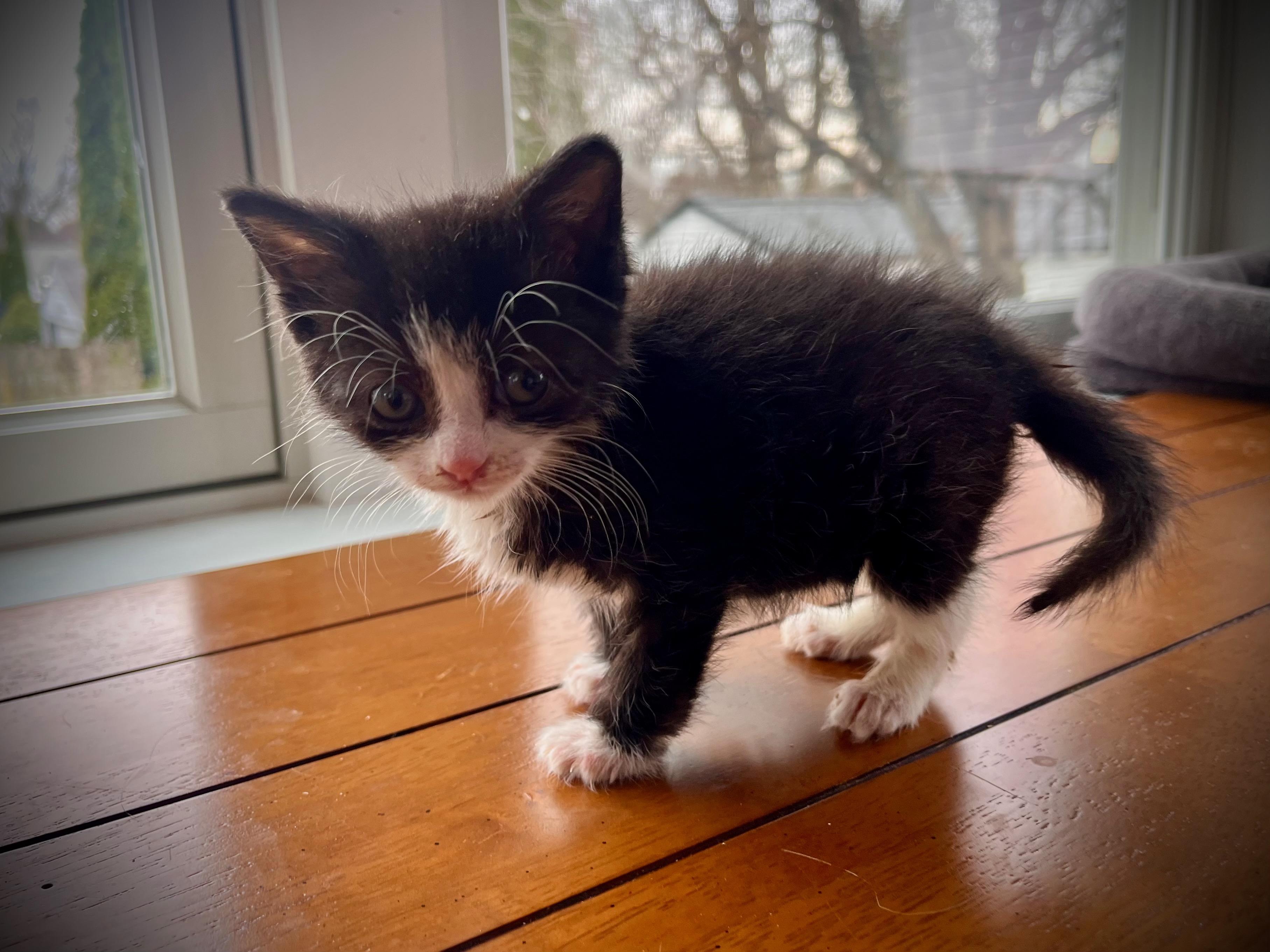 Simon, Adopted, Young Male Domestic Short Hair.