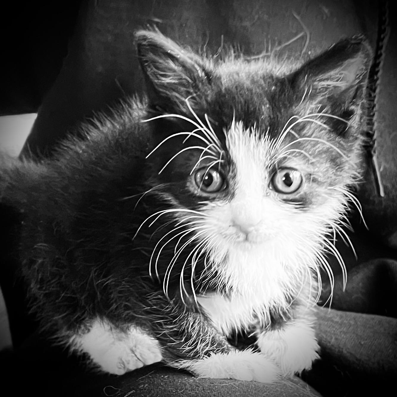 Simon, a Adopted Domestic Short Hair in Hershey, PA image 2/6