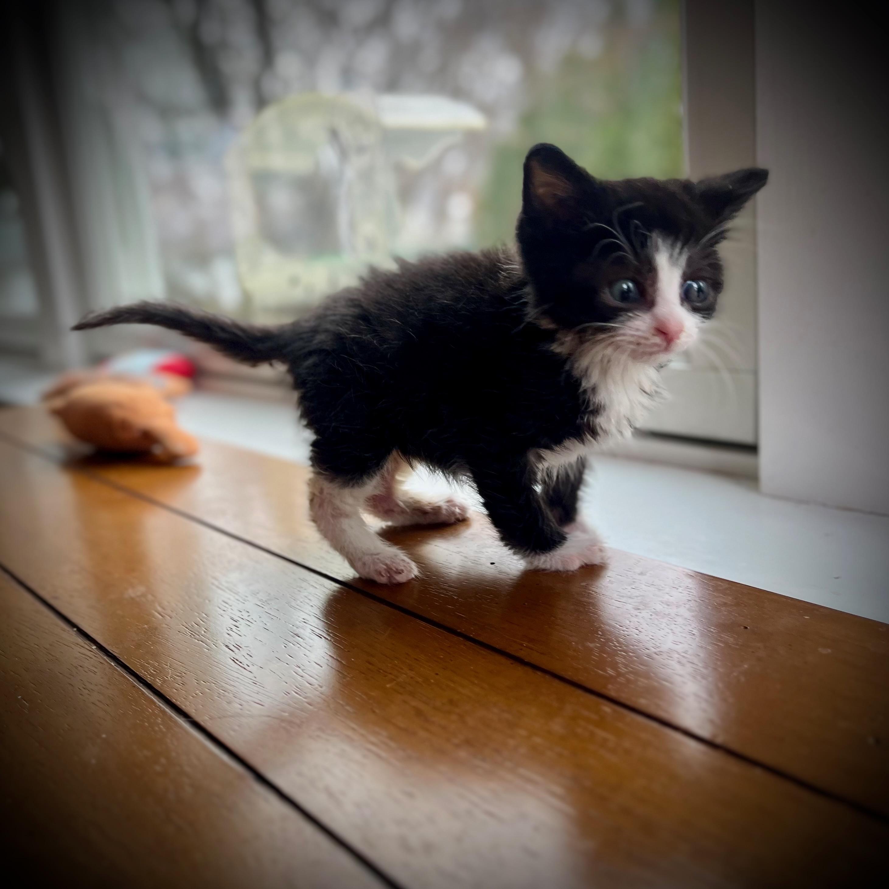Simon, a Adopted Domestic Short Hair in Hershey, PA image 3/6