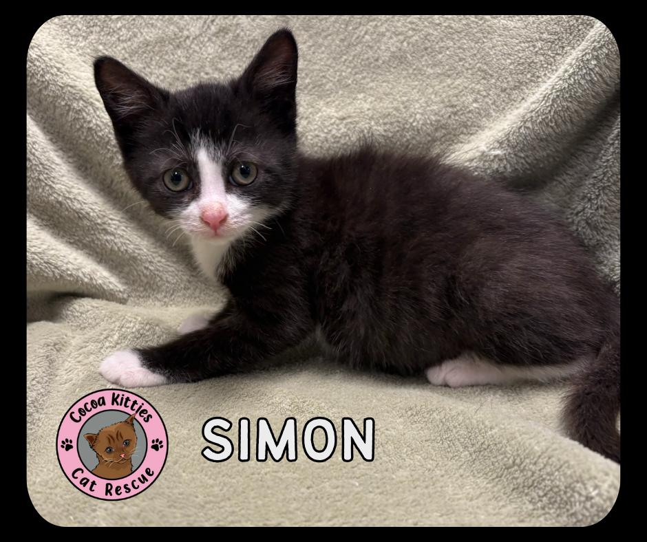 Simon, a Adopted Domestic Short Hair in Hershey, PA image 4/6