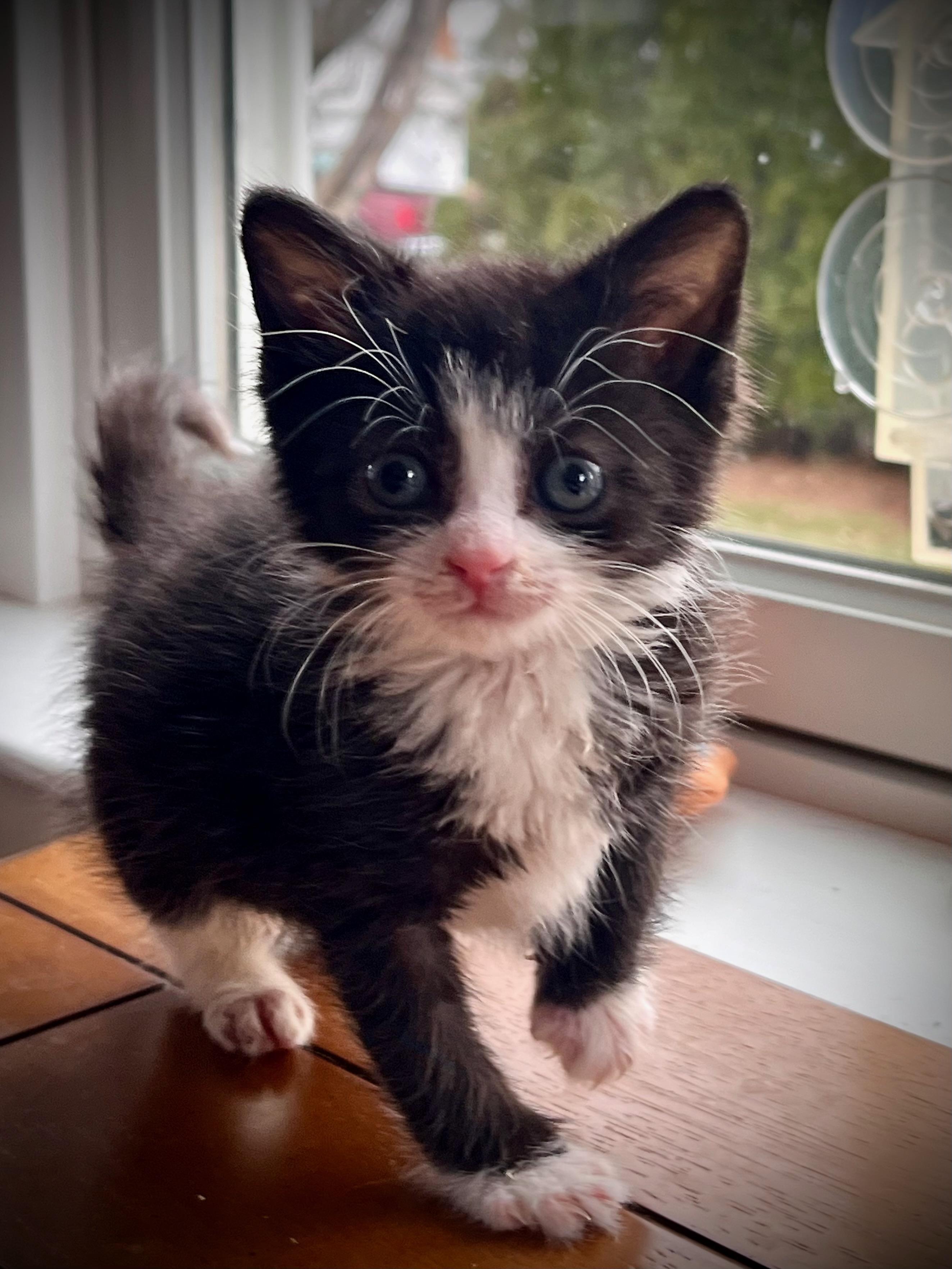 Simon, a Adopted Domestic Short Hair in Hershey, PA image 5/6