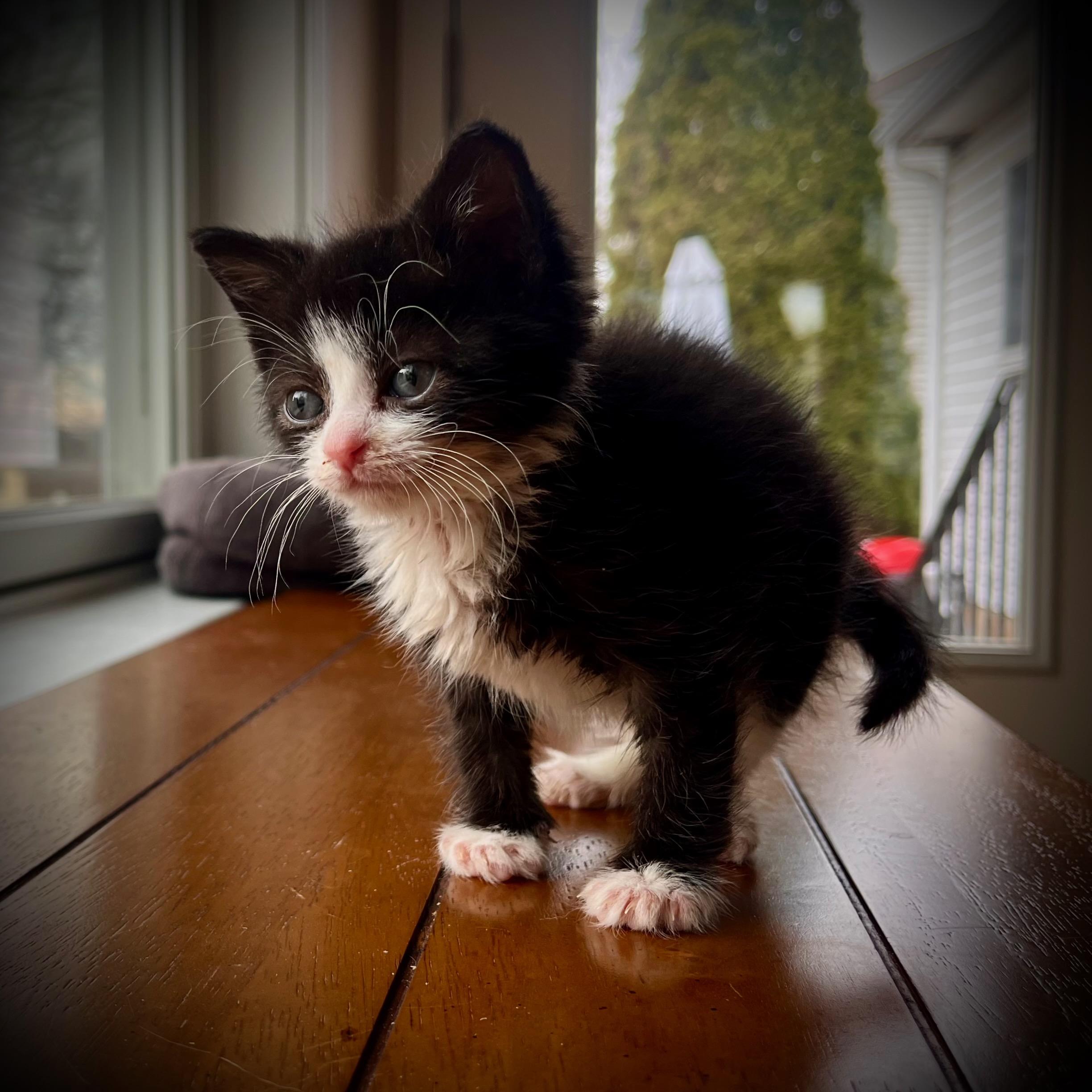 Simon, a Adopted Domestic Short Hair in Hershey, PA image 6/6