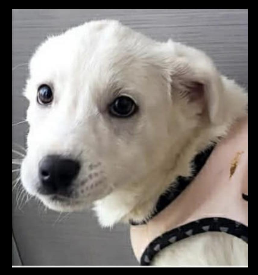 Ellie — thumbnail 3