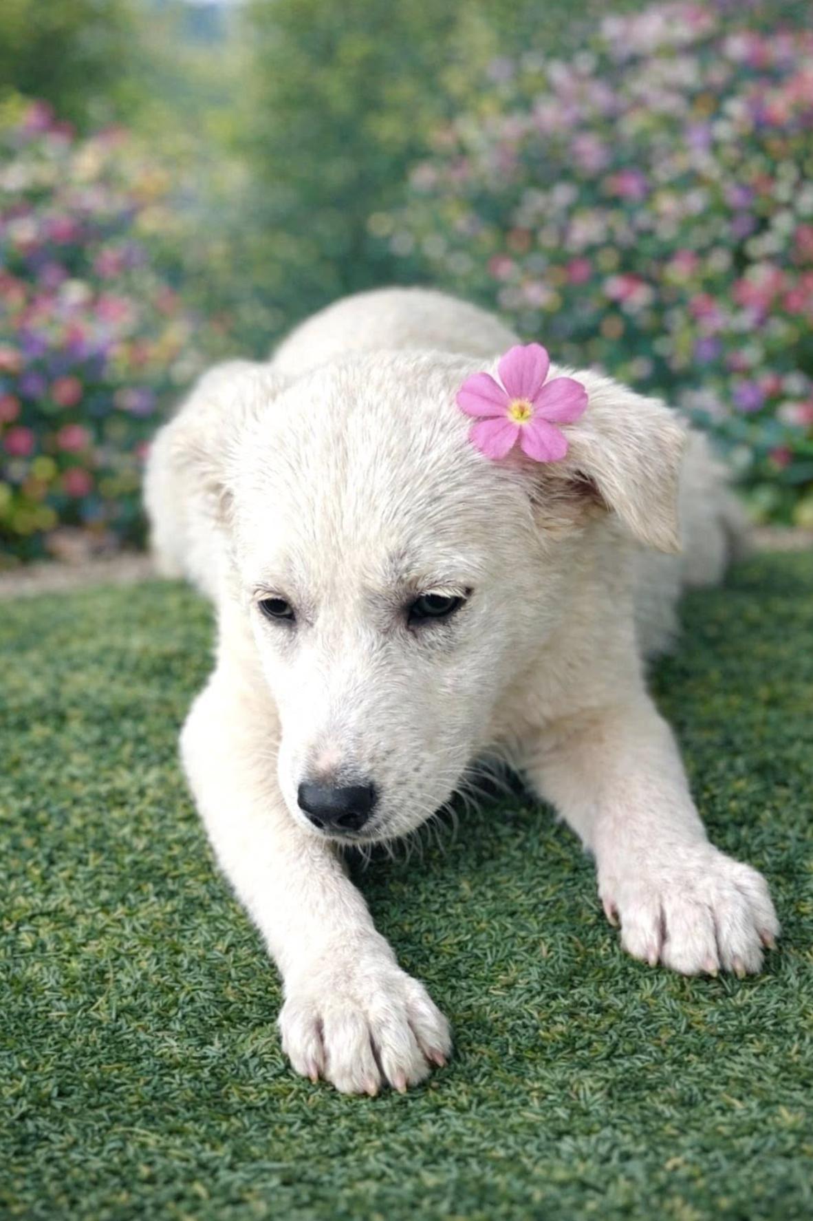 Ellie — thumbnail 4