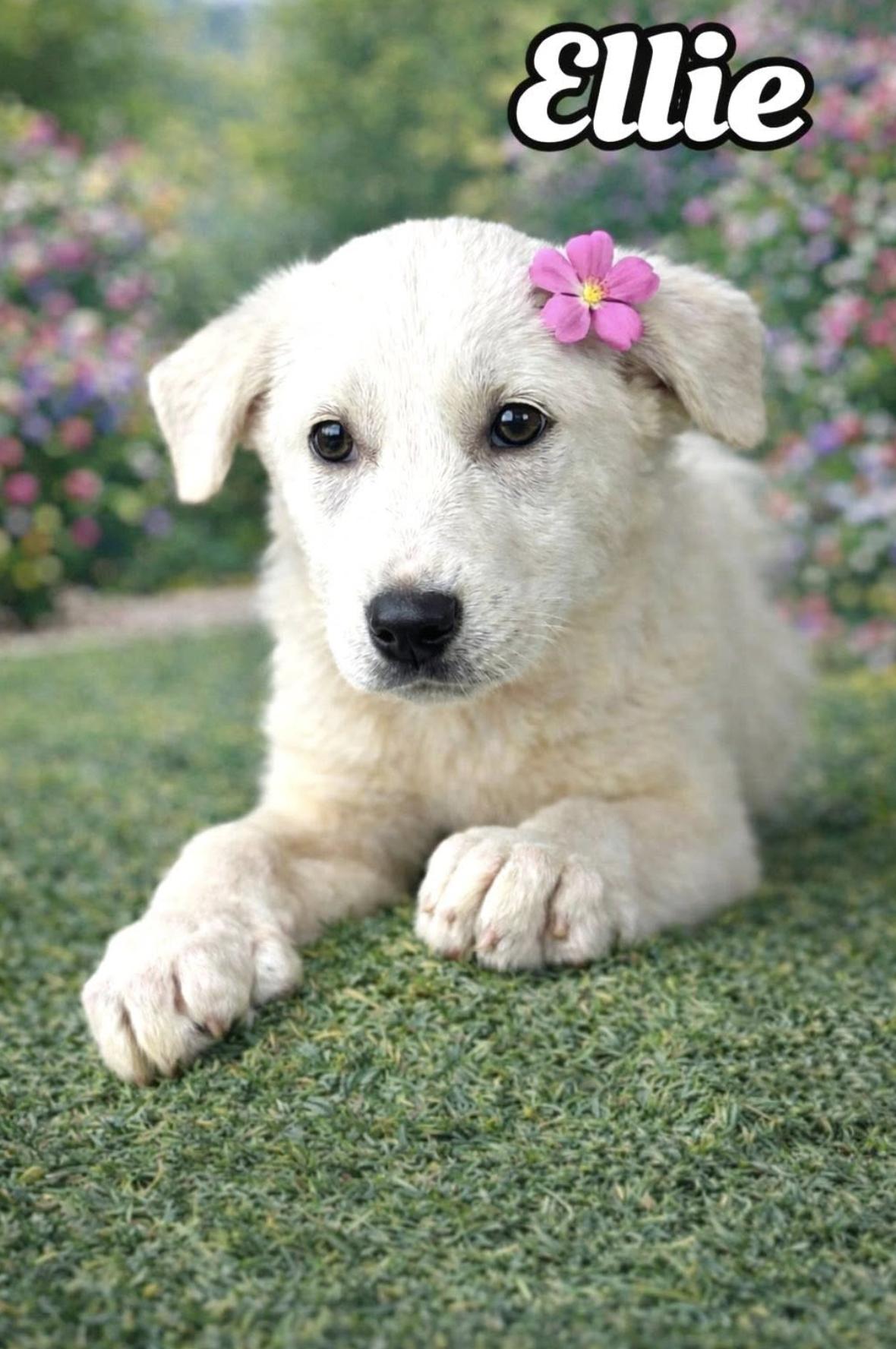 Ellie — thumbnail 5