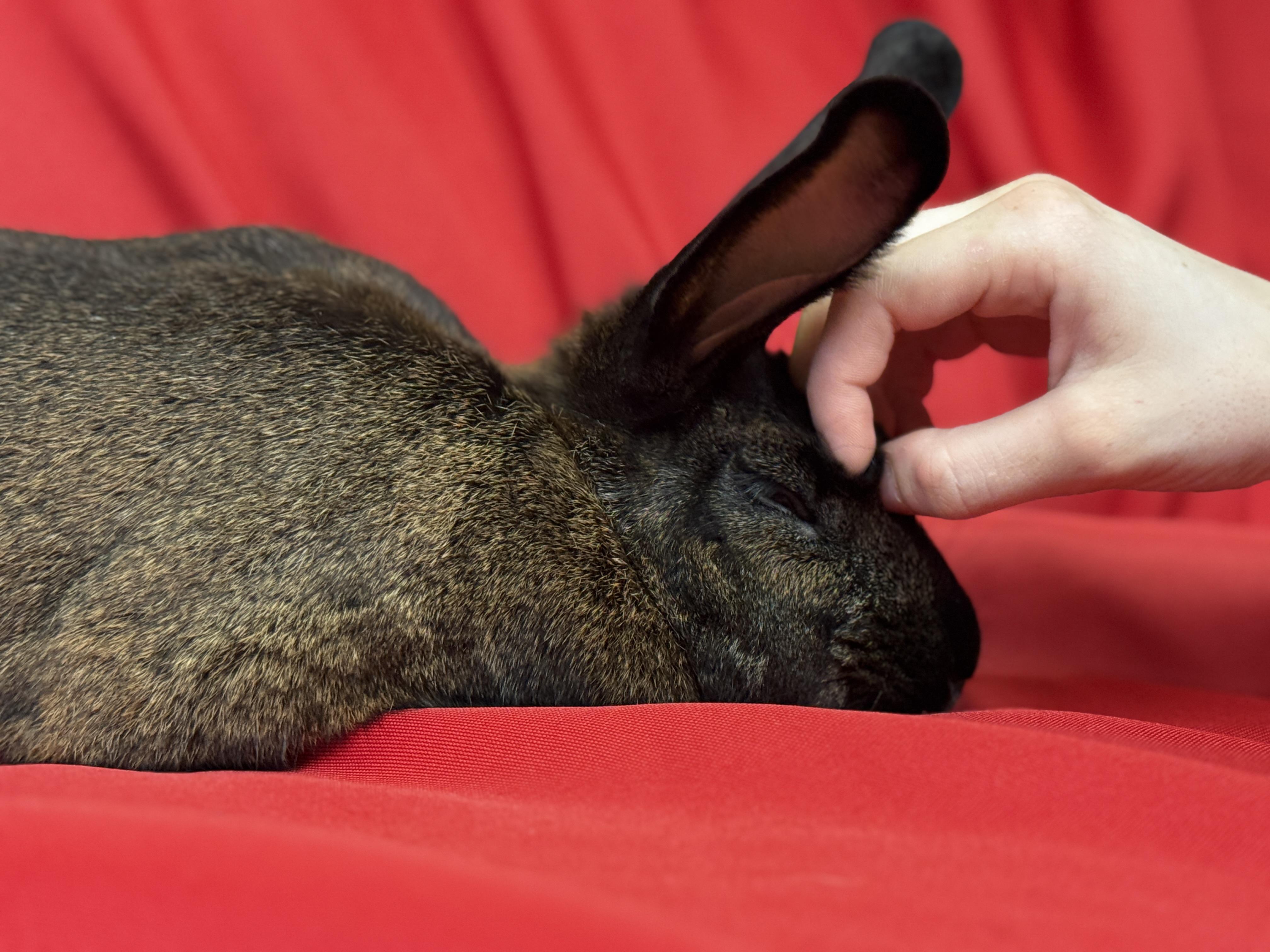 Harmony, Adoptable, Adult Female American.