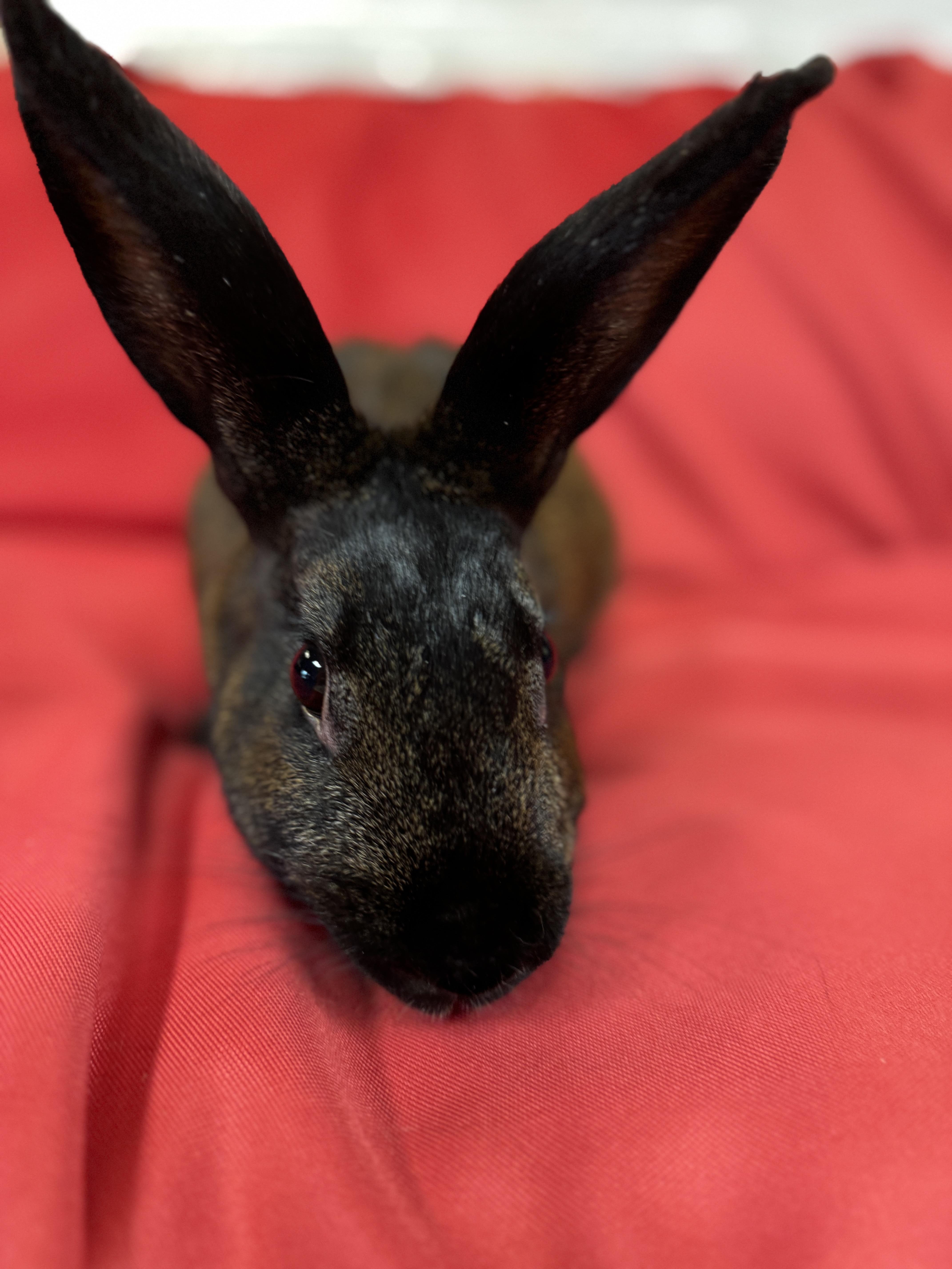 Harmony, a Adoptable American in Westerville, OH image 2/4