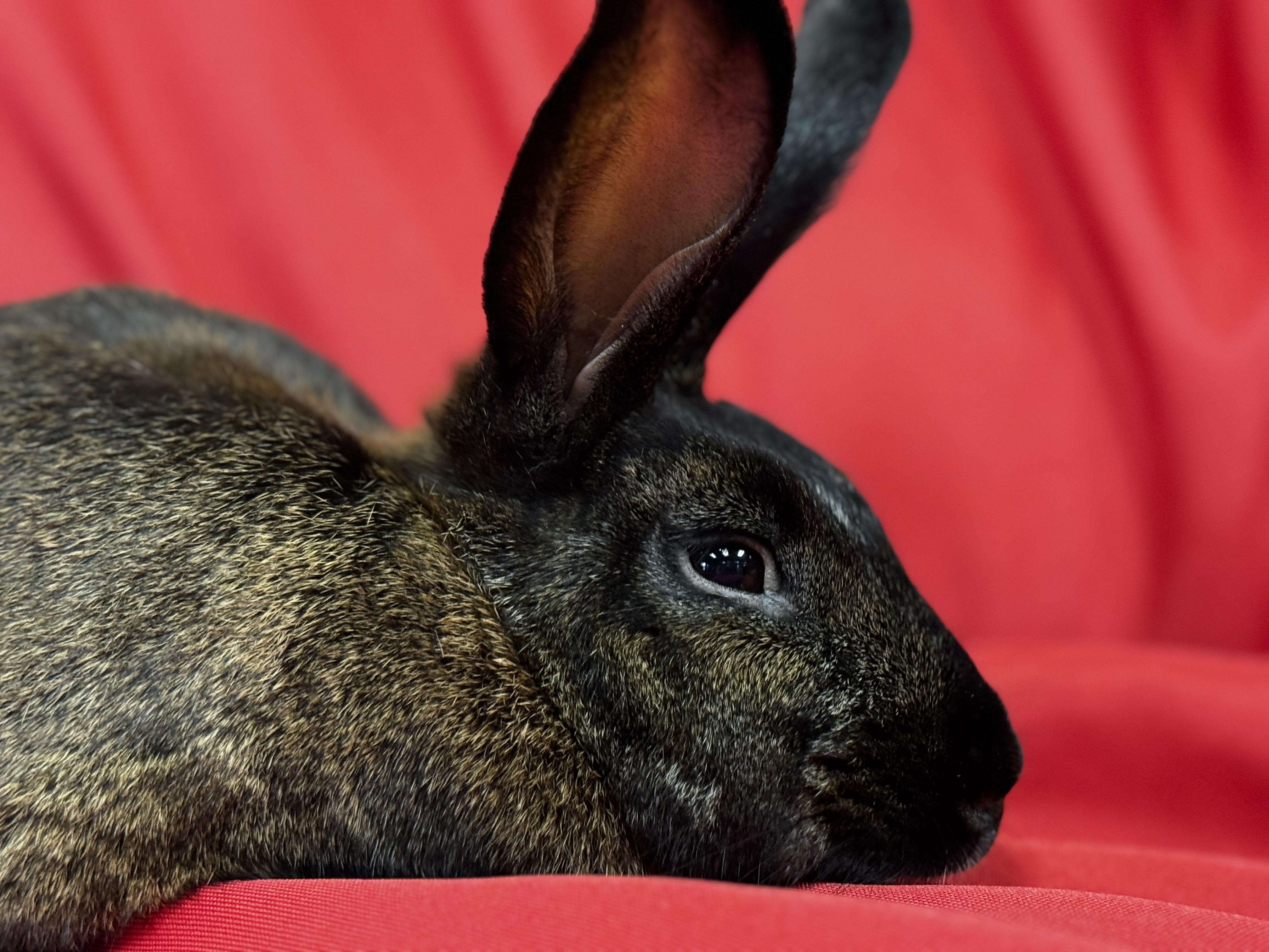 Harmony, a Adoptable American in Westerville, OH image 3/4
