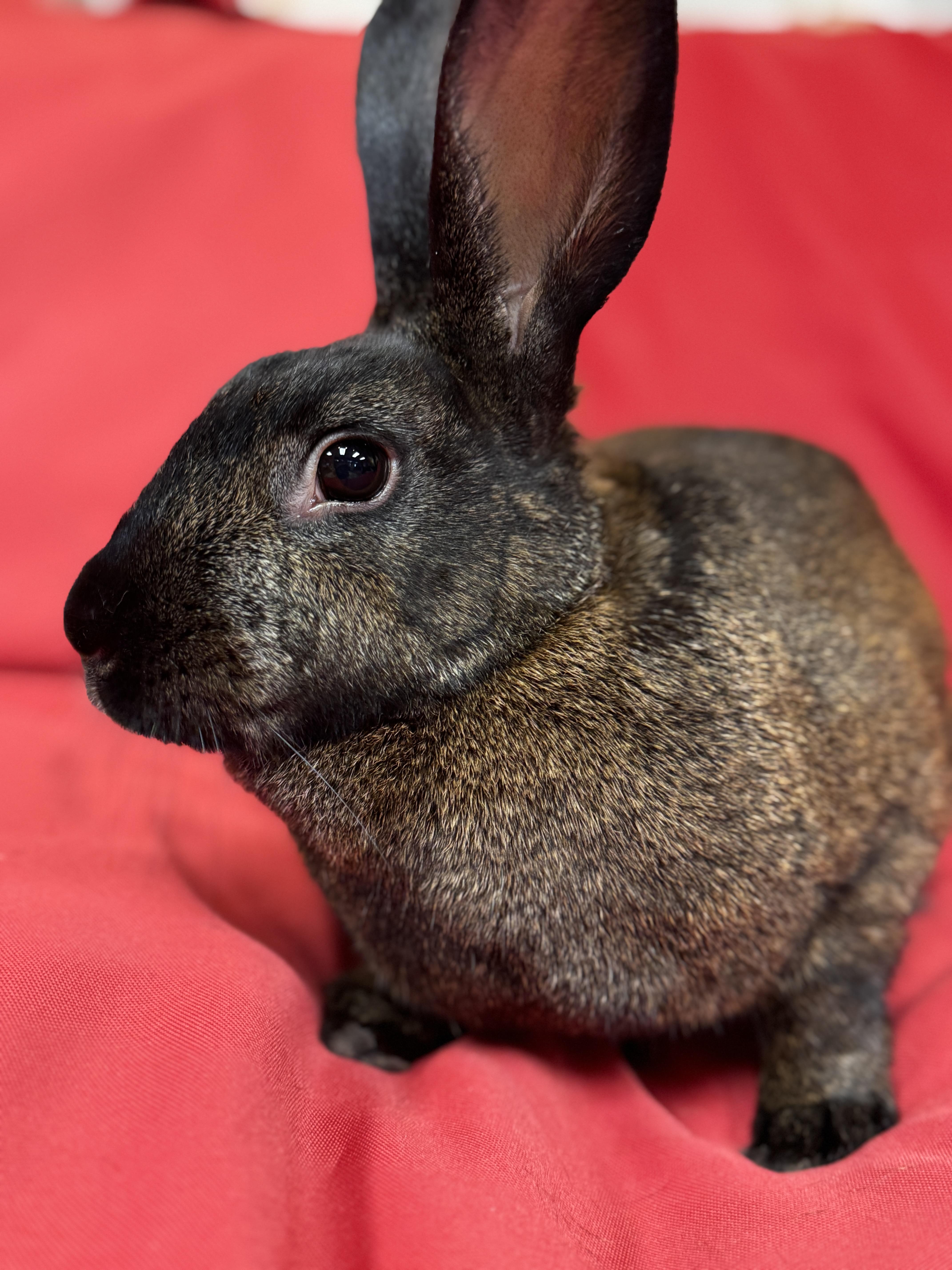 Harmony, a Adoptable American in Westerville, OH image 4/4