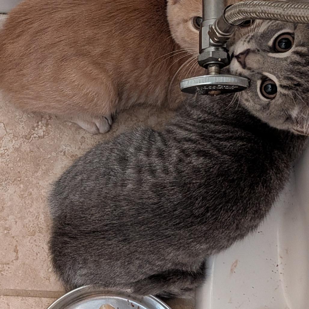 Snicket, Adoptable, Kitten Male Domestic Short Hair.