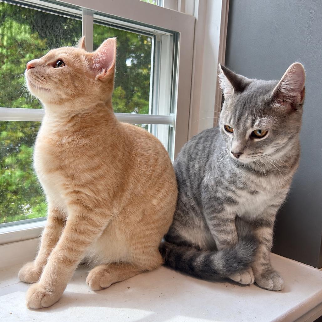 Enlarge Snicket, a Adoptable Domestic Short Hair in Wakefield, MA image 2/3