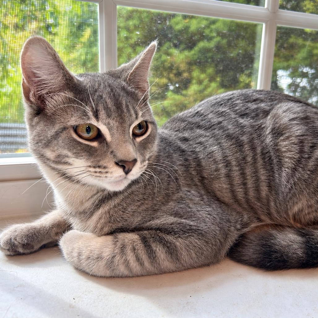 Enlarge Snicket, a Adoptable Domestic Short Hair in Wakefield, MA image 3/3
