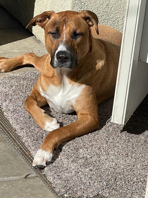 Buster, a Adoptable American Staffordshire Terrier in San Diego, CA image 1/3